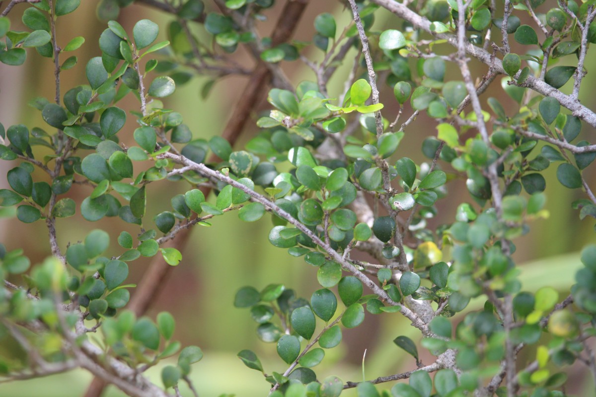 Diospyros nummulariifolia Kosterm.